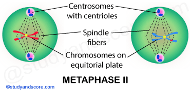 metaphase